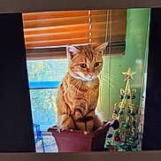 Momma Girl joined the competition — help win amazing prizes! cat, orange_tabby, flowerpot, window, wooden_blinds, decorative_tree, christmas_decor, indoor, pet, feline, curious, sitting, domestic_animal, ornaments, green_wall, daylight, whiskers, ears, furniture, home