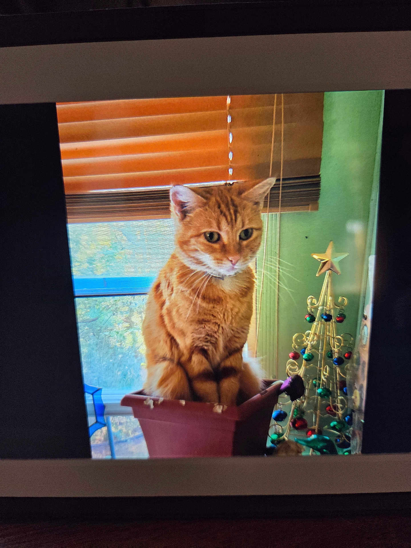 Momma Girl joined the competition — help win amazing prizes! cat, orange_tabby, flowerpot, window, wooden_blinds, decorative_tree, christmas_decor, indoor, pet, feline, curious, sitting, domestic_animal, ornaments, green_wall, daylight, whiskers, ears, furniture, home