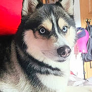 Gandalf is registered to the contest to win money with this photo: animal, bed, black_and_white_fur, blue_eyes, canine, close_up, dog, domestic_animal, ears, fur, furniture, household, husky, indoors, nose, pet, pillow, portrait, resting, snout