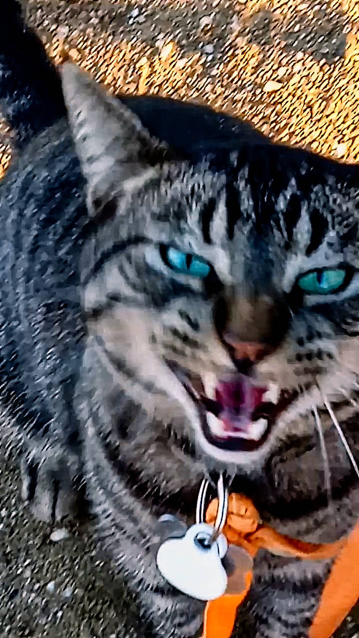 Boo Boo is registered to the contest to win money with this photo: carnivore, cat, claw, close_up, domestic_short_haired_cat, fang, felidae, fur, grass, iris, paw, roar, shout, small_to_medium_sized_cats, snout, terrestrial_animal, whiskers, wildlife, yawn