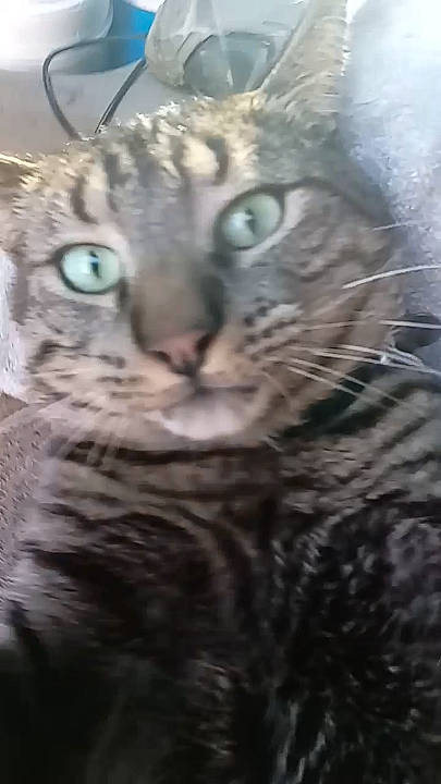 Boo Boo is registered to the contest to win money with this photo: carnivore, cat, domestic_short_haired_cat, felidae, fur, small_to_medium_sized_cats, snout, terrestrial_animal, tree, whiskers, wildlife