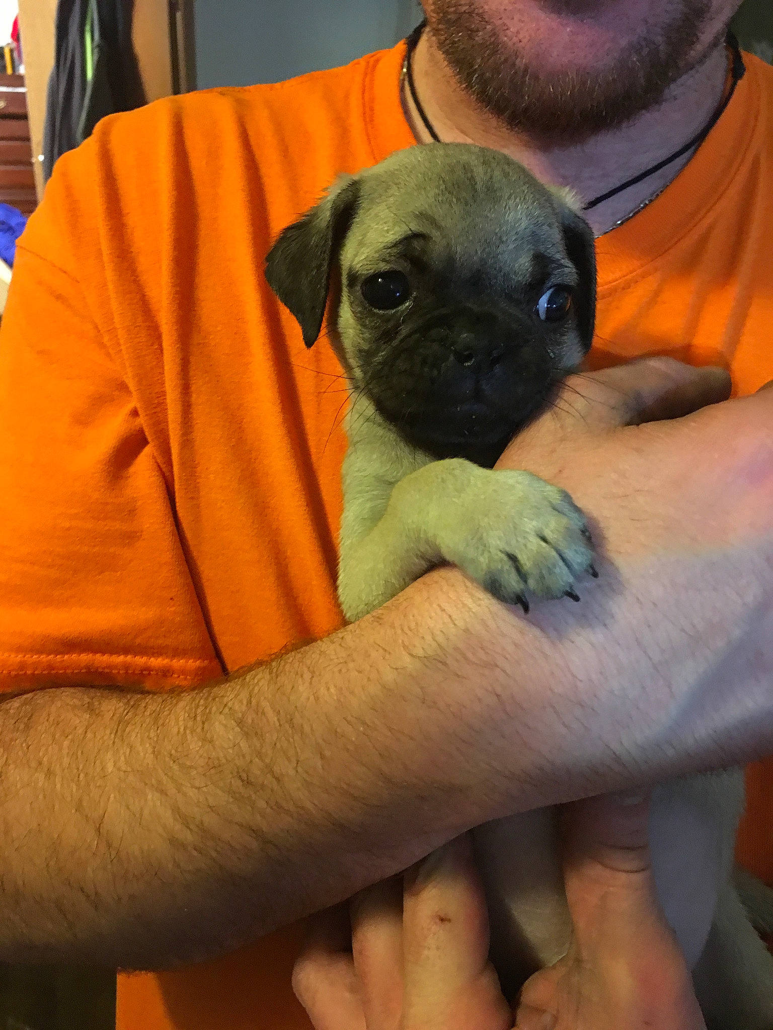 Zion joined the competition — help win amazing prizes! bullmastiff, canidae, carnivore, companion_dog, dog, dog_breed, fawn, mammal, pug, puggle, puppy, puppy_love, snout, toy_dog, vertebrate, wrinkle