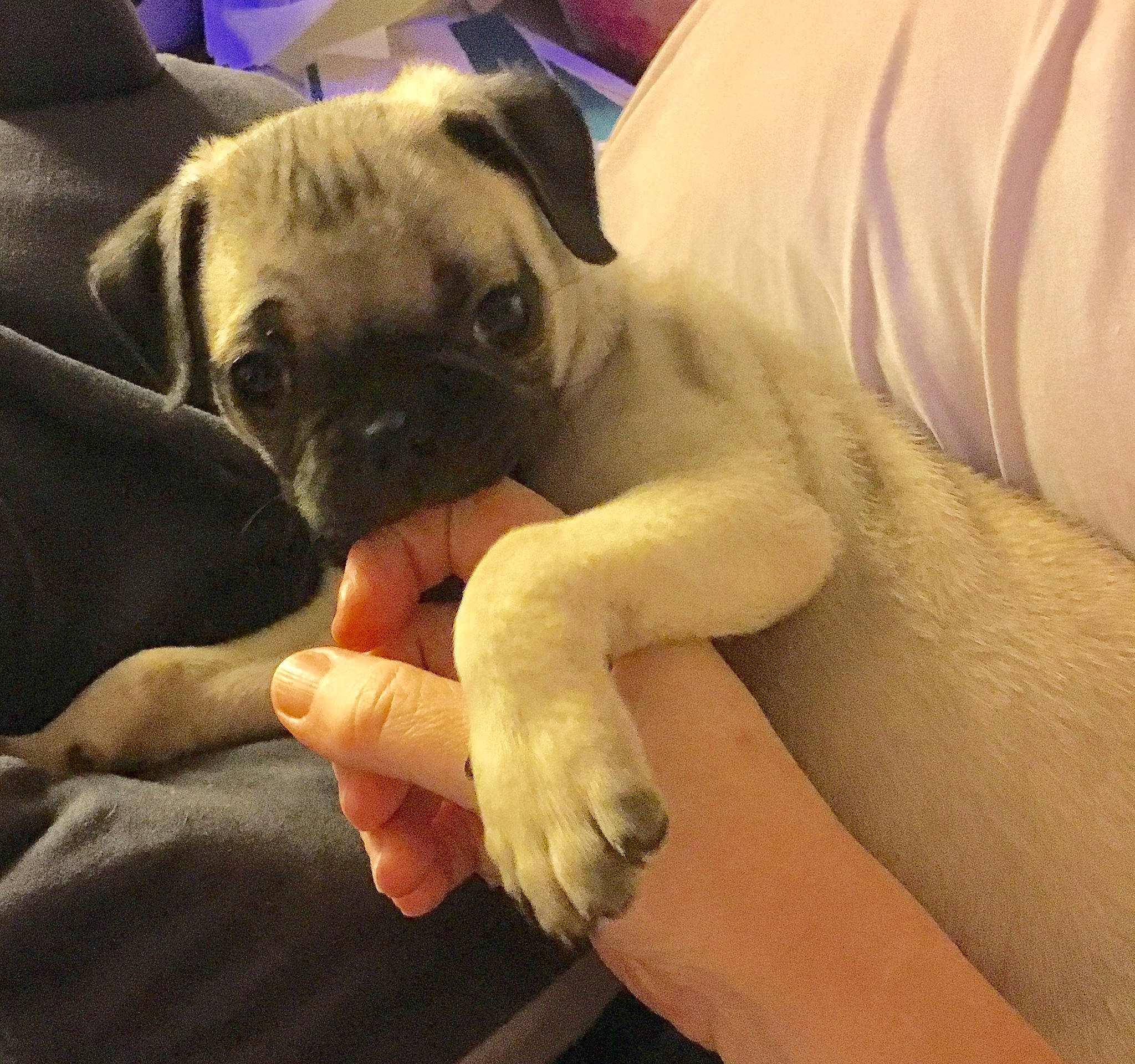 Zion is registered to the contest to win money with this photo: bullmastiff, canidae, carnivore, companion_dog, dog, dog_breed, english_mastiff, fawn, hand, mammal, nail, nap, pug, puggle, puppy, puppy_love, skin, snout, toy_dog, wrinkle