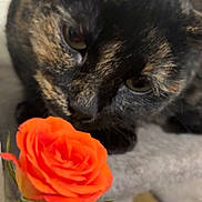 Love joined the competition — help win amazing prizes! cat, tortoiseshell_cat, flower, rose, orange_rose, sniffing, pet, animal, curious, close_up, indoor, hand, nail_polish, pink_nails, plant, green_leaves, feline, domestic_cat, soft_fur, cute