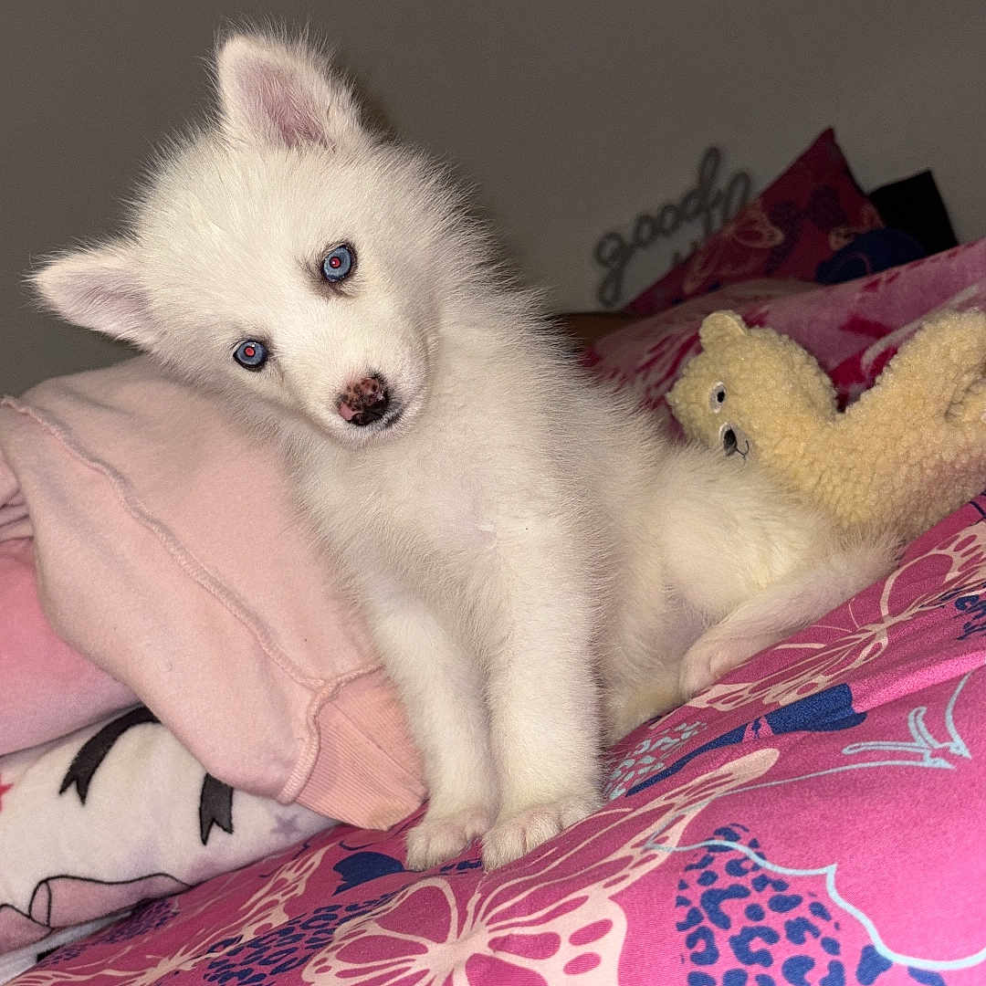 Lyra Moon is registered to the contest to win money with this photo: puppy, dog, white_fur, fluffy, sitting, head_tilt, pointed_ears, blue_eyes, black_nose, pet, teddy_bear, stuffed_animal, bed, blanket, bedspread, pink, colorful, butterfly_pattern, indoor, portrait