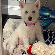 Lyra Moon is registered to the contest to win money with this photo: puppy, dog, white_fur, blue_eyes, pink_collar, sitting, portrait, pet, cute, fluffy, indoors, blanket, stuffed_animal, toy, cushion, bed, home, close_up, adorable, photography