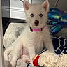 puppy, dog, white_fur, blue_eyes, pink_collar, sitting, portrait, pet, cute, fluffy, indoors, blanket, stuffed_animal, toy, cushion, bed, home, close_up, adorable, photography
