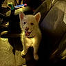 Lyra Moon joined the competition — help win amazing prizes! puppy, dog, white_dog, fluffy, sitting, car, car_interior, leather_seat, pet, collar, open_mouth, happy, cute, animal, portrait, indoor, passenger_seat, warm_lighting, closeup, co_pilot