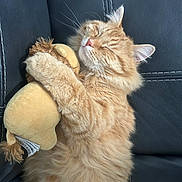 Meowmeow is registered to the contest to win money with this photo: cat, orange_tabby, fluffy_fur, sleeping, cuddling, plush_toy, lion_toy, black_leather_couch, pet, domestic_cat, relaxed, cozy, whiskers, ears, closed_eyes, cute, animal, indoor, resting, fur