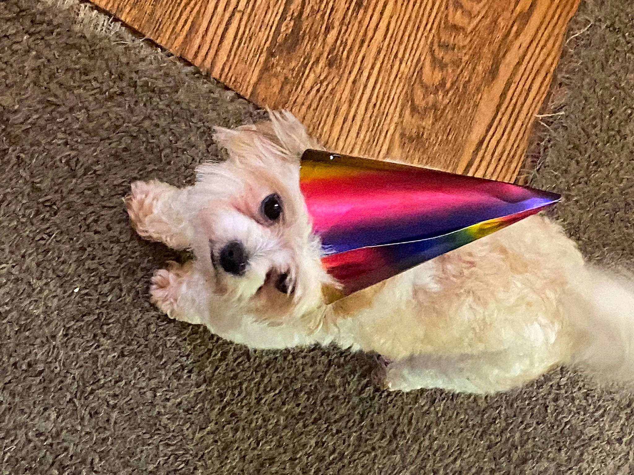 Khloe joined the competition — help win amazing prizes! carnivore, collar, companion_dog, dog, dog_breed, dog_clothes, dog_collar, dog_supply, fashion_accessory, fawn, fur, leash, paw, road_surface, small_terrier, tail, terrier, toy_dog, wood, working_animal