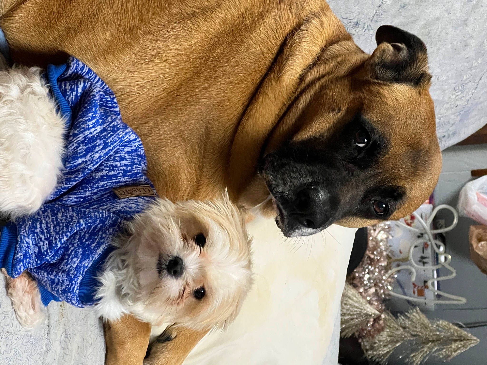 Lily joined the competition — help win amazing prizes! canidae, carnivore, collar, companion_dog, dog, dog_breed, dog_clothes, dog_collar, dog_supply, electric_blue, fawn, fur, pet_supply, small_terrier, snout, sporting_group, tableware, toy_dog, working_animal, wrinkle