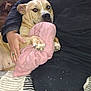 Babyjay is registered to the contest to win money with this photo: dog, person, blanket, arm, hand, couch, indoor, snuggling, tan_dog, pink_blanket, clothing, resting, cozy, furniture, relaxed, pet, animal, comfort, casual, human