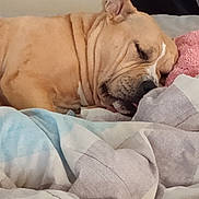 Babyjay is registered to the contest to win money with this photo: dog, sleeping, blanket, bed, cozy, resting, ears, fur, wrinkles, pet, animal, indoors, comfort, cute, relaxation, snout, nose, quiet, soft, home
