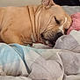 dog, sleeping, blanket, bed, cozy, resting, ears, fur, wrinkles, pet, animal, indoors, comfort, cute, relaxation, snout, nose, quiet, soft, home