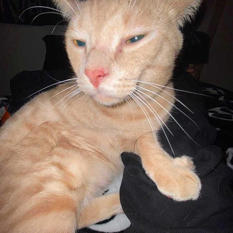 Caramelo joined the competition — help win amazing prizes! abyssinian, angora, animal, cat, kitten, manx, pet, siamese