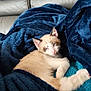 Marcelle participe au concours pour gagner de l'argent avec cette photo : kitten, cat, blanket, blue_blanket, couch, furniture, pet, animal, sleepy, relaxed, fur, indoor, cute, resting, cozy, tabby_cat, curious, soft_texture, domestic_animal, home