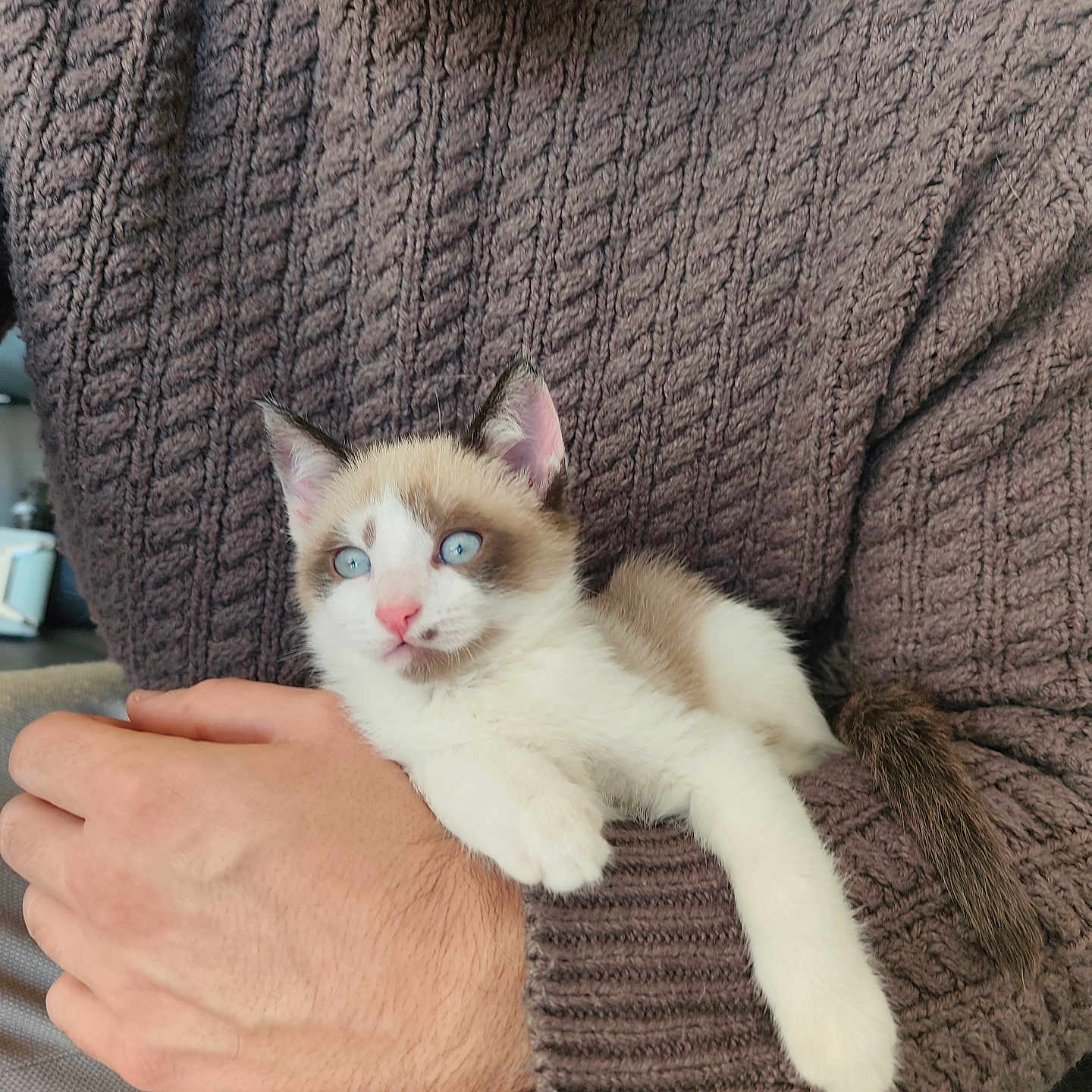 Marcelle a rejoint le concours — aidez-le/la à gagner de superbes lots ! animal, arm, blue_eyes, brown_sweater, cat, close_up, comfort, cuddle, domestic_cat, feline, furry_tail, hand, indoor, kitten, knitwear, person, pet, relax, warm, young_cat