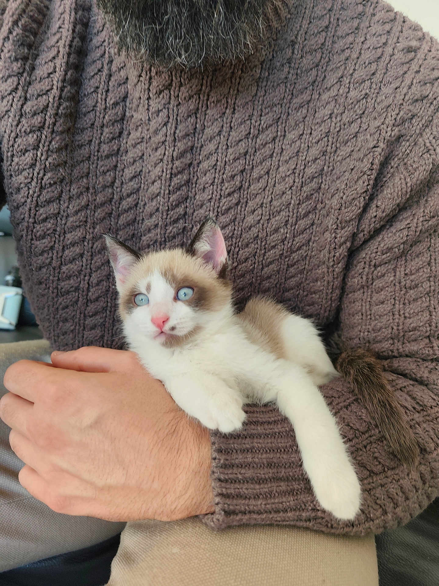 Marcelle a rejoint le concours — aidez-le/la à gagner de superbes lots ! kitten, cat, blue_eyes, person, arm, brown_sweater, knitwear, furry_tail, indoor, cuddle, pet, comfort, relax, close_up, hand, animal, young_cat, domestic_cat, feline, warm