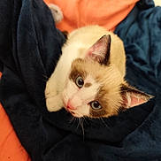 Marcelle a rejoint le concours — aidez-le/la à gagner de superbes lots ! kitten, cat, blue_eyes, blanket, orange, dark_blue, fur, pet, cute, young, animal, whiskers, indoor, cozy, soft, looking_up, close_up, playful, resting, domestic_cat