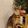 bengal_cat, cat, pet, animal, indoor, plant, flower_pot, wooden_shelf, striped_pot, feline, curious, sitting, looking_up, white_surface, domestic, fur_pattern, whiskers, ears, eyes, tail