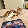animal, bed, bengal_cat, cat, electronics, feline, household, indoor, mischievous, orange_cat, paper_towel, pet, playful, quilted_bedspread, room, screen, shredded_paper, striped_cat, tablet, watching