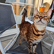 Nuty participe au concours pour gagner de l'argent avec cette photo : cat, spotted_cat, chair, outdoor, glass_table, glass, bottle, patio, relaxed, feline, animal, pet, window, reflection, concrete_floor, whiskers, ears, tail, legs, fur_pattern