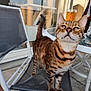 cat, spotted_cat, chair, outdoor, glass_table, glass, bottle, patio, relaxed, feline, animal, pet, window, reflection, concrete_floor, whiskers, ears, tail, legs, fur_pattern
