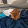 animal, blanket, blue_blanket, cat, couch, cozy, domestic_cat, feline, fur, gray_couch, home, indoor, nap, paper, pet, relaxation, resting, sleeping, soft_texture, tabby