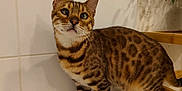Nuty a rejoint le concours — aidez-le/la à gagner de superbes lots ! cat, bengal_cat, spotted_fur, animal, pet, indoor, bathtub, white_tiles, plant, curious, looking_up, feline, striped_legs, whiskers, ears, tail, floor, wooden_shelf, shadow, bathroom