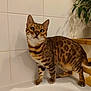 cat, bengal_cat, spotted_fur, animal, pet, indoor, bathtub, white_tiles, plant, curious, looking_up, feline, striped_legs, whiskers, ears, tail, floor, wooden_shelf, shadow, bathroom