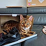 cat, bengal_cat, cardboard_box, leather_couch, sandal, indoor, pet, feline, animal, resting, curious, striped, spotted, paw, whiskers, ears, green_eyes, home, furniture, relaxed