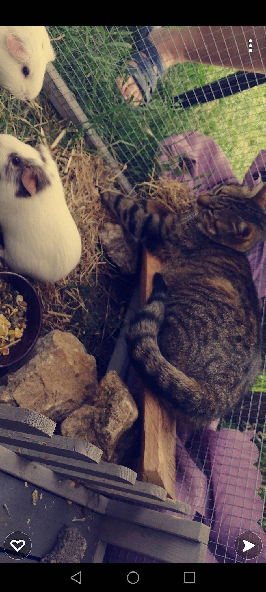 Bibi participe au concours pour gagner de l'argent avec cette photo : beak, big_cats, chicken, felidae, fur, grass, metal, organism, plant, poultry, small_to_medium_sized_cats, snout, tail, terrestrial_animal, toy, tree, trunk, whiskers, wilderness, wood