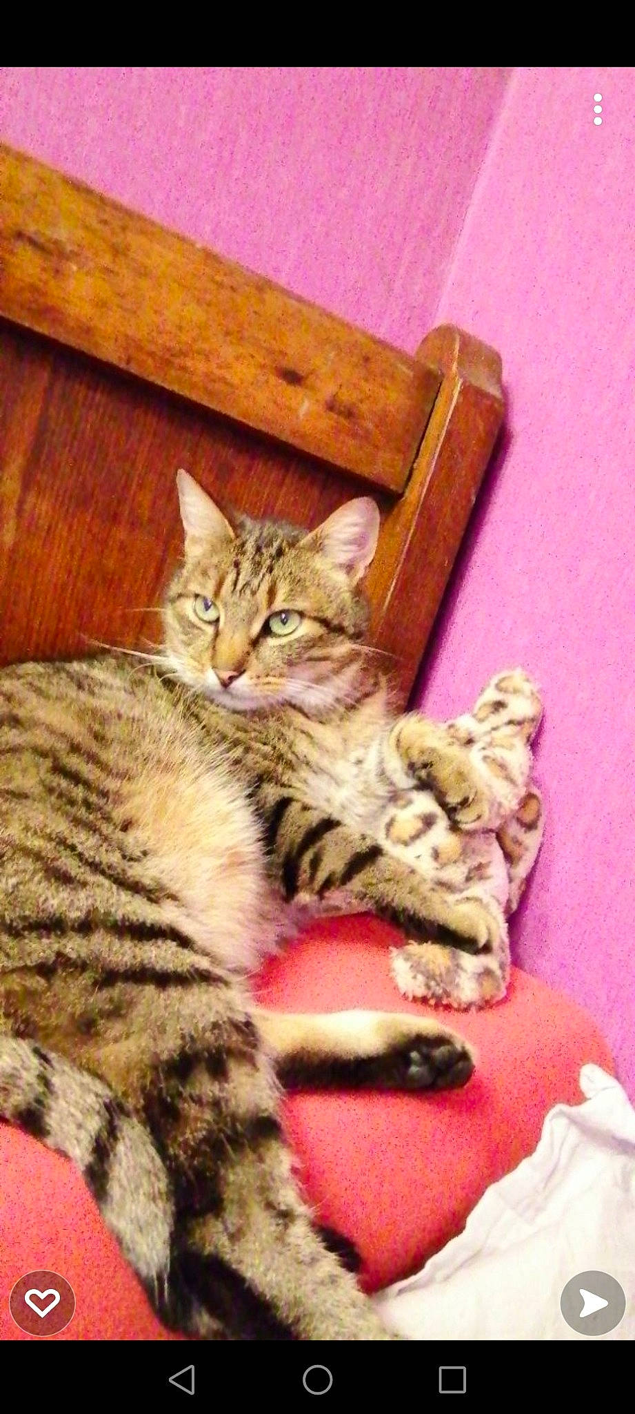 Bibi a rejoint le concours — aidez-le/la à gagner de superbes lots ! carnivore, cat, claw, comfort, domestic_short_haired_cat, felidae, fur, hardwood, nap, paw, sitting, small_to_medium_sized_cats, snout, tail, whiskers, wood, wood_stain