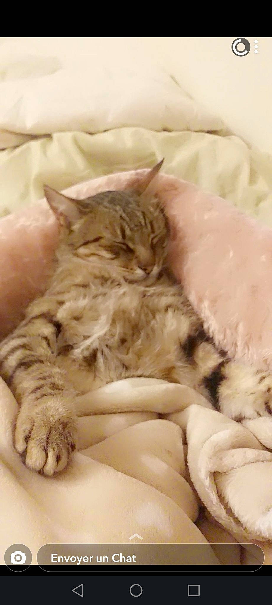 Bibi participe au concours pour gagner de l'argent avec cette photo : bed, bedding, carnivore, cat, claw, comfort, domestic_short_haired_cat, duvet, fawn, felidae, fur, linens, nap, paw, sleep, small_to_medium_sized_cats, tail, terrestrial_animal, whiskers