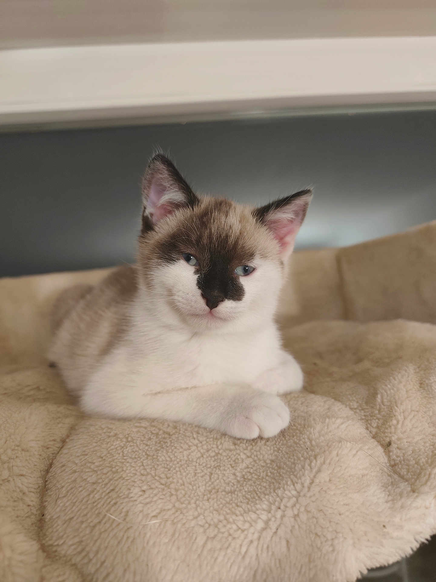 Maurice Dodu participe au concours pour gagner de l'argent avec cette photo : kitten, cat, blue_eyes, resting, indoor, pet, feline, fluffy, young, cute, animal, soft_texture, blanket, relaxed, whiskers, ears, face, fur, adorable, sleepy