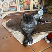 Romy Des Bos Zamours a rejoint le concours — aidez-le/la à gagner de superbes lots ! cat, fluffy, gray_cat, pet_bed, stuffed_toy, duck_toy, floor_tiles, cabinet, decorative_cabinet, crossed_paws, indoor, cozy, playful, toy, animal, domestic_cat, relaxed, home_interior, furniture, resting