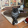 cat, fluffy, gray_cat, pet_bed, stuffed_toy, duck_toy, floor_tiles, cabinet, decorative_cabinet, crossed_paws, indoor, cozy, playful, toy, animal, domestic_cat, relaxed, home_interior, furniture, resting