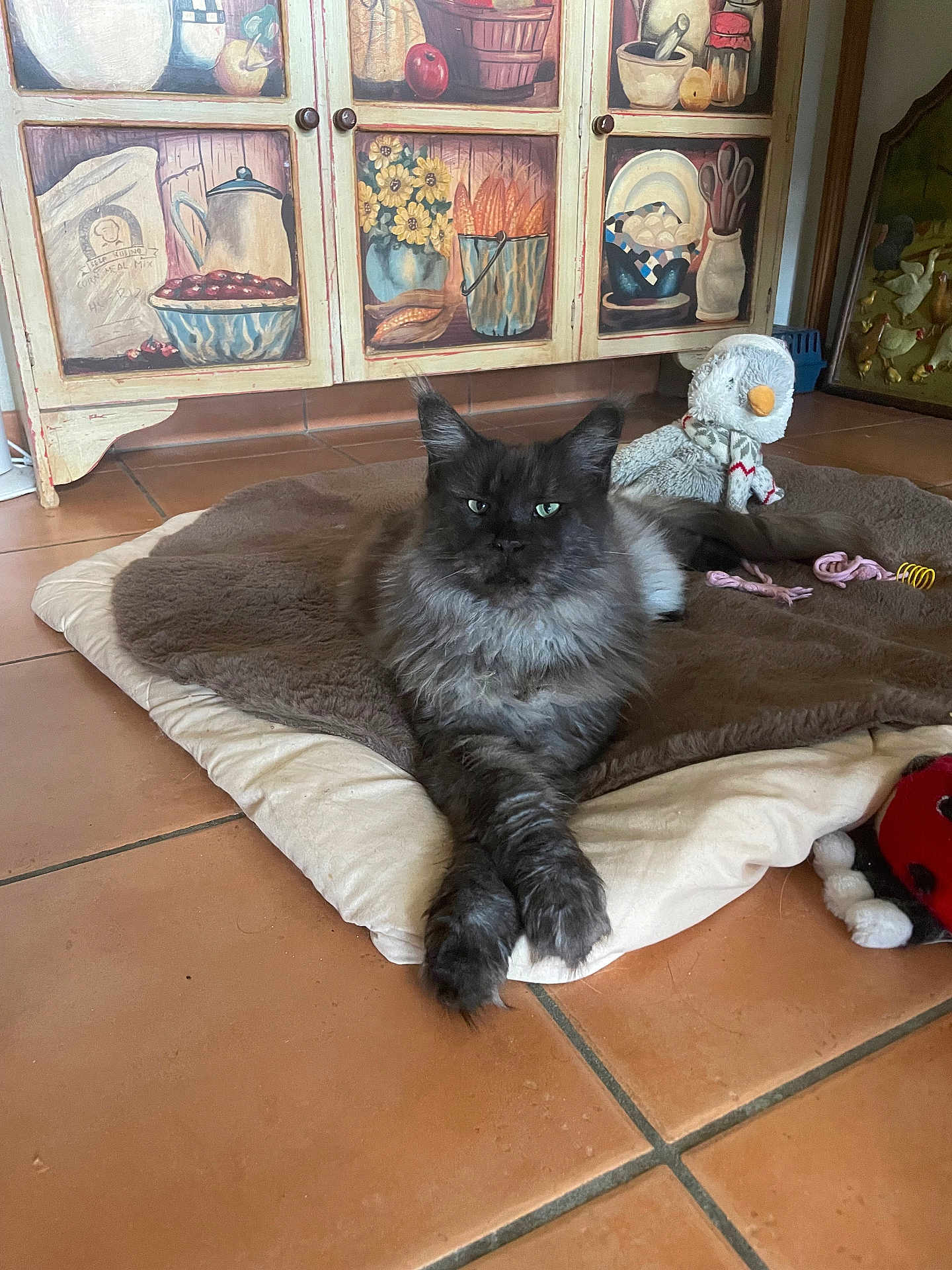 Romy Des Bos Zamours a rejoint le concours — aidez-le/la à gagner de superbes lots ! cat, fluffy, gray_cat, pet_bed, stuffed_toy, duck_toy, floor_tiles, cabinet, decorative_cabinet, crossed_paws, indoor, cozy, playful, toy, animal, domestic_cat, relaxed, home_interior, furniture, resting