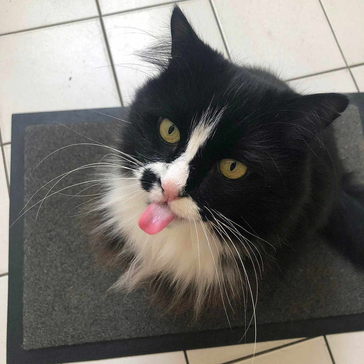 Moun a rejoint le concours — aidez-le/la à gagner de superbes lots ! animal, black_and_white, cat, close_up, cute, domestic_cat, feline, fluffy, funny, fur, indoor, looking_up, mat, pet, playful, portrait, tiled_floor, tongue_out, whiskers, yellow_eyes