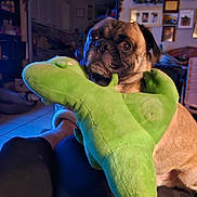 Milo joined the competition — help win amazing prizes! dog, pug, plush_toy, green, stuffed_animal, indoor, living_room, person, legs, furniture, tile_floor, home_decor, photograph, seated, pet, animal, cute, expression, cozy, casual