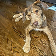 Sammy is registered to the contest to win money with this photo: dog, scruffy, brown_fur, wooden_floor, indoor, flooring, curious, pet, canine, laying_down, ears, snout, domestic_animal, floor_texture, wood_grain, household, animal, companion, relaxed, home