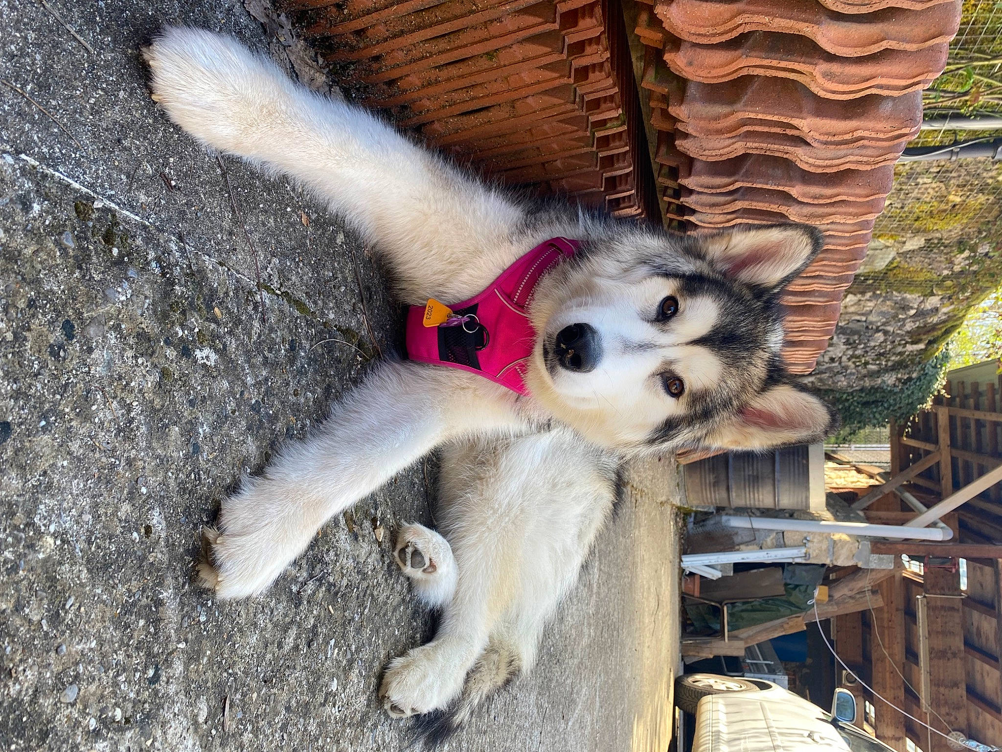 Saïka a rejoint le concours — aidez-le/la à gagner de superbes lots ! ancient_dog_breeds, canidae, carnivore, companion_dog, dog, dog_breed, dog_supply, fawn, felidae, fur, non_sporting_group, paw, snout, sporting_group, tail, tree, wood, working_animal, working_dog