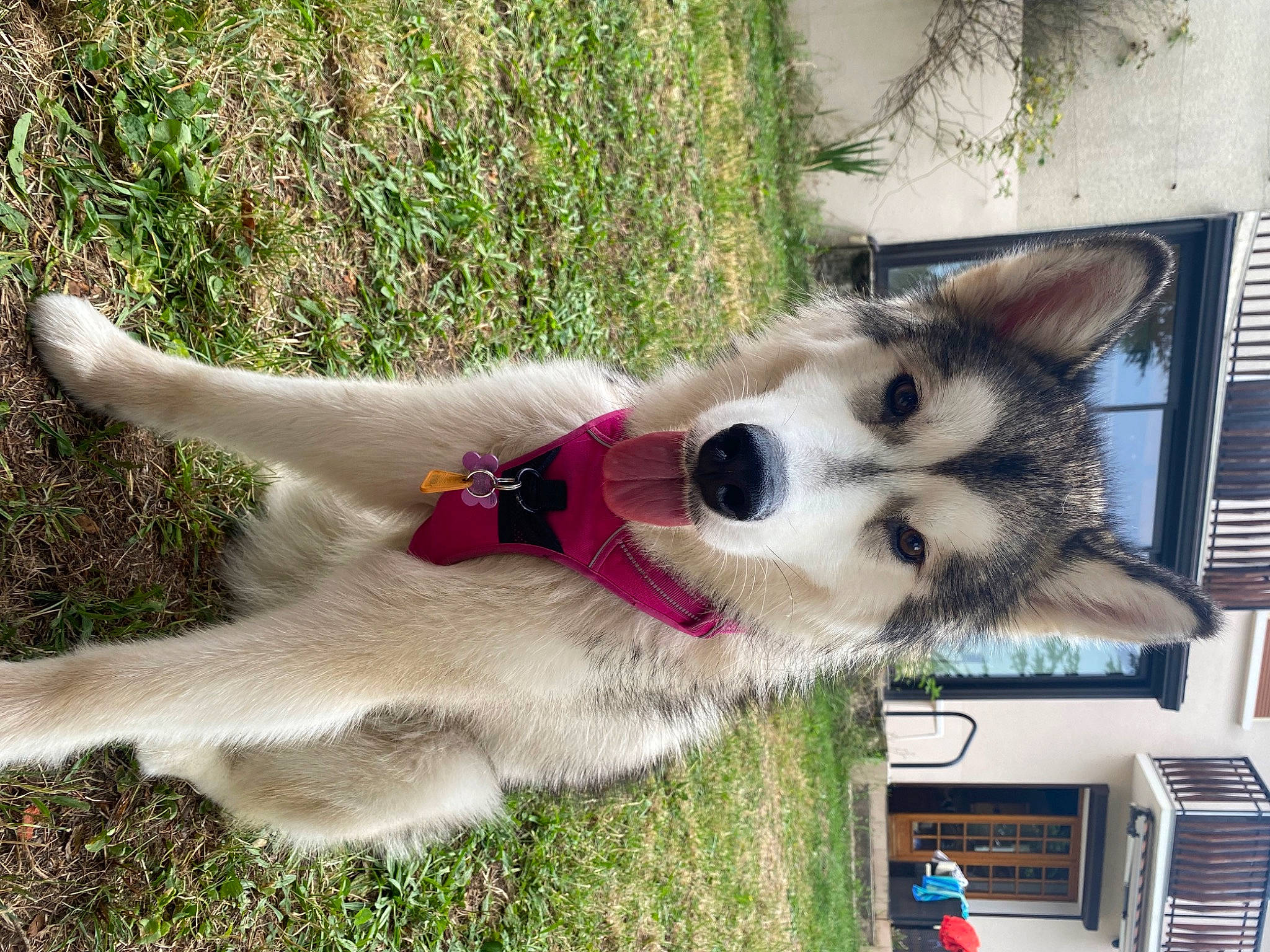 Saïka participe au concours pour gagner de l'argent avec cette photo : canidae, carnivore, collar, companion_dog, dog, dog_breed, dog_collar, dog_supply, fawn, fur, grass, leash, pet_supply, plant, sled_dog, snout, sporting_group, tail, working_animal, working_dog