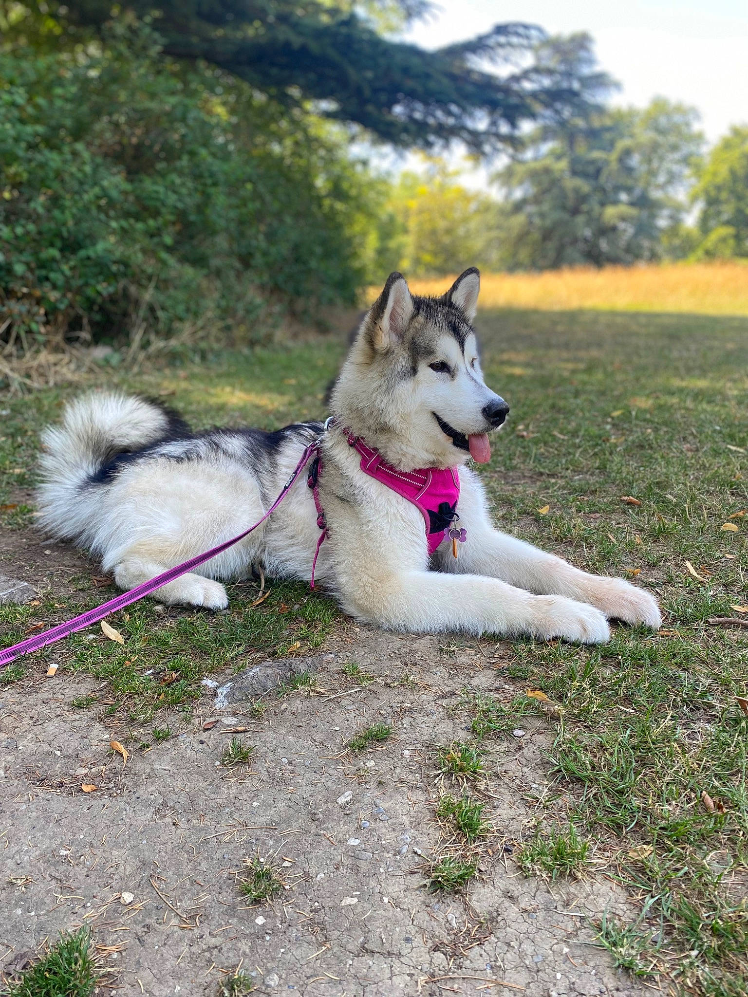 Saïka participe au concours pour gagner de l'argent avec cette photo : ancient_dog_breeds, canidae, carnivore, collar, companion_dog, dog, dog_breed, dog_supply, fawn, grass, leash, non_sporting_group, pet_supply, plant, sky, sporting_group, tail, tree, working_animal, working_dog