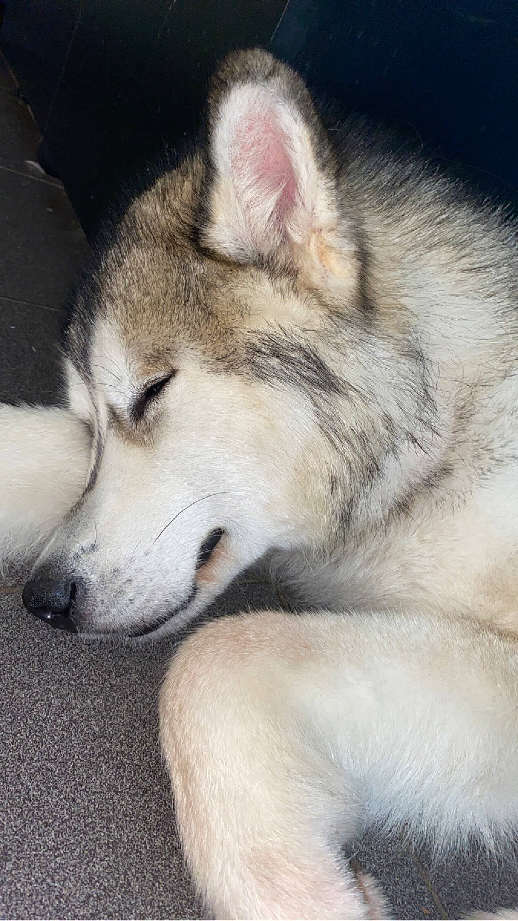 Saïka participe au concours pour gagner de l'argent avec cette photo : ancient_dog_breeds, canidae, canis, carnivore, dog, dog_breed, fur, jaw, non_sporting_group, paw, siberian_husky, sled_dog, snout, terrestrial_animal, whiskers, wildlife, wolf, working_dog