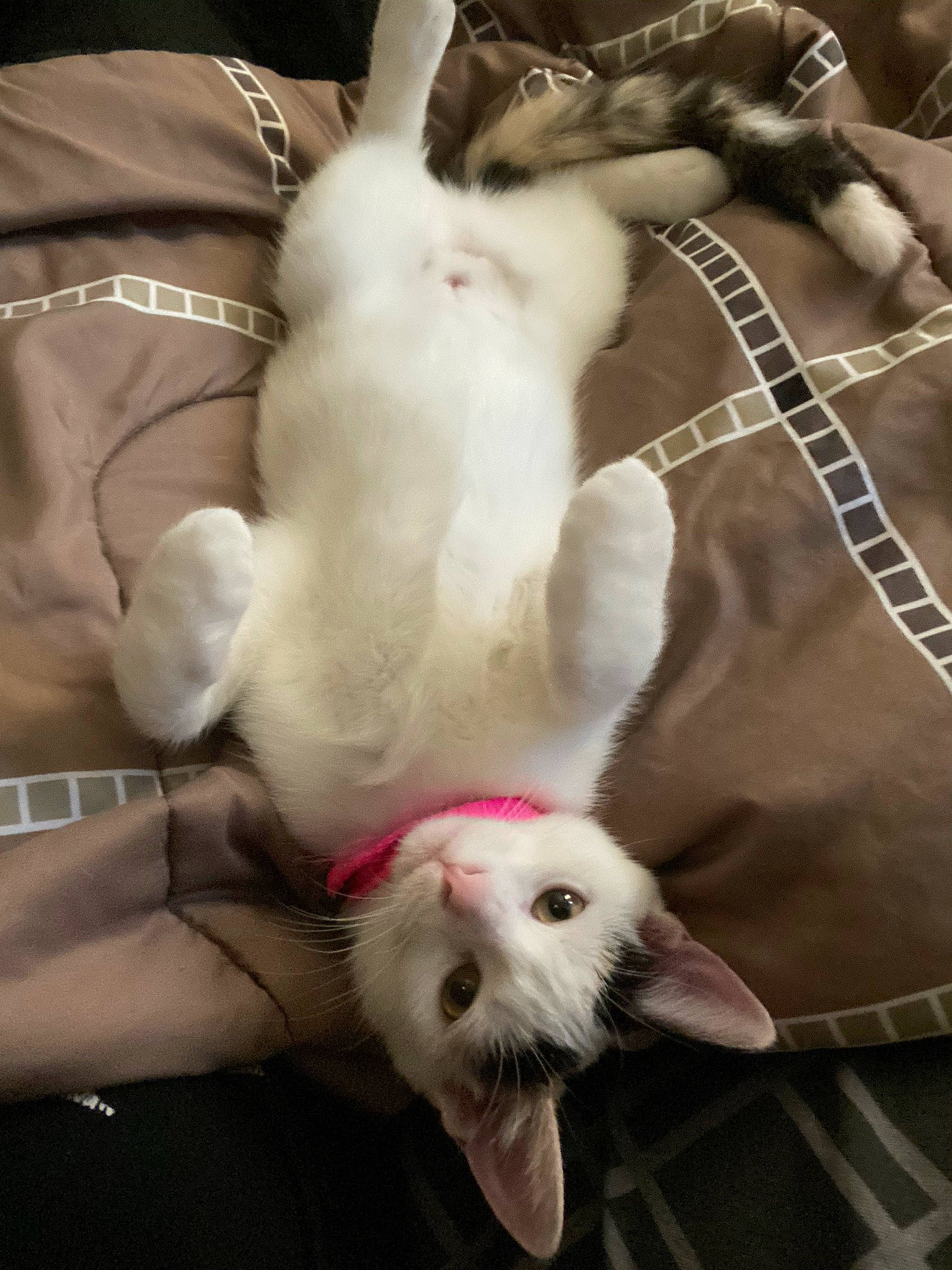 Chia is registered to the contest to win money with this photo: cat, claw, companion_dog, dog_breed, domestic_rabbit, domestic_short_haired_cat, ear, easter_bunny, fawn, felidae, fur, hare, paw, rabbit, rabbits_and_hares, small_to_medium_sized_cats, snout, stuffed_toy, tail, whiskers