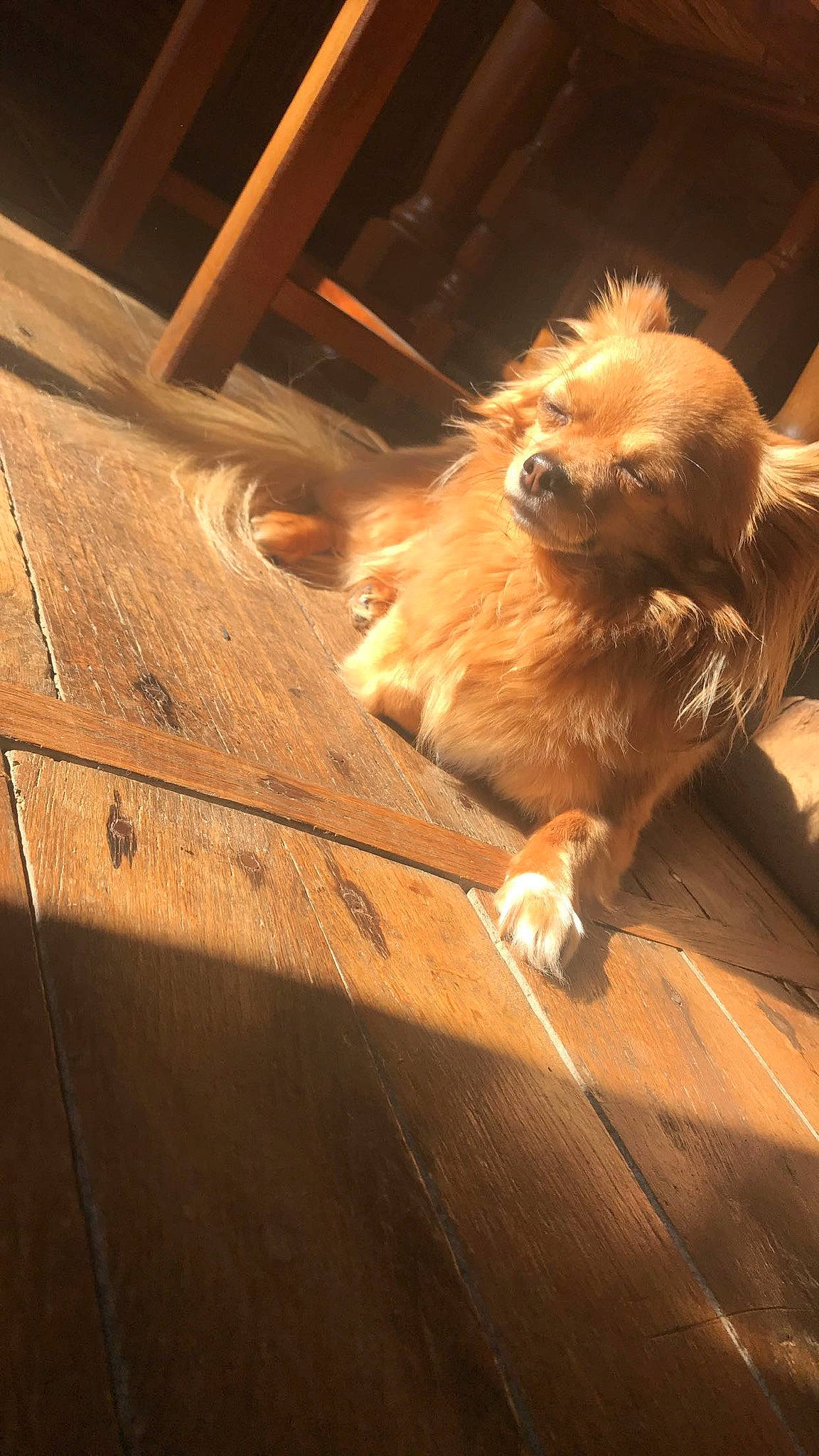 Jul participe au concours pour gagner de l'argent avec cette photo : canidae, carnivore, companion_dog, dog, dog_breed, fawn, norfolk_terrier, pomeranian, sporting_group, toy_dog, wood