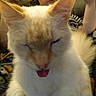 Scooter joined the competition — help win amazing prizes! animal, blurred, cat, close_up, cream_colored, cute, domestic, ears, face, feline, fur, hand, indoor, person_in_background, pet, phone, reflection, tail, tongue_out, whiskers