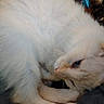 Scooter joined the competition — help win amazing prizes! animal, blue_eyes, cat, close_up, cozy, curled_up, cute, domestic_animal, face, furry, indoor, lying_down, paw, pet, relaxed, resting, sleepy, soft_fur, whiskers, white_cat