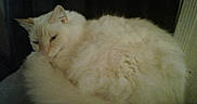 Scooter joined the competition — help win amazing prizes! animal, calm, cat, closeup, cozy, cute, domestic_animal, feline, fluffy, fur, indoor, mammal, pet, portrait, quiet, relaxed, resting, sleeping, soft, white_cat